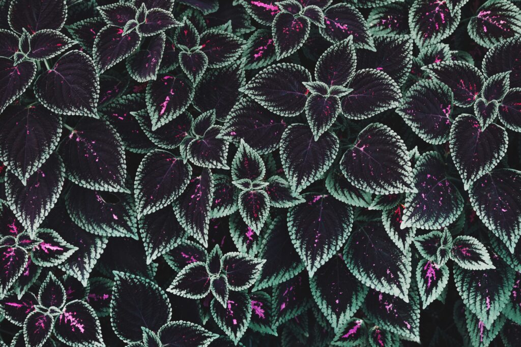 Lush green and purple striped ribbed leaves with magenta splashes vibrant botanical wallpaper