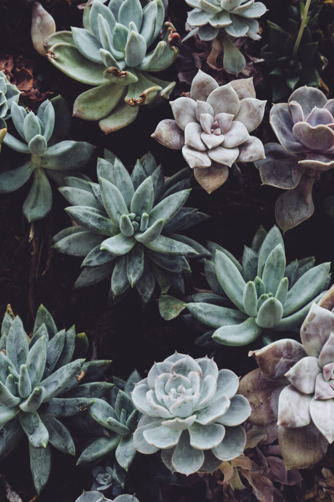 Stunning Succulent Wallpaper: Lush Green Background & Calming Nature