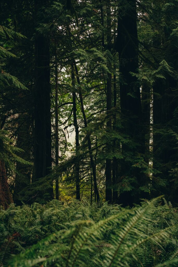 Lush summer forest with towering trees vibrant green ferns and serene natural scenery wallpaper