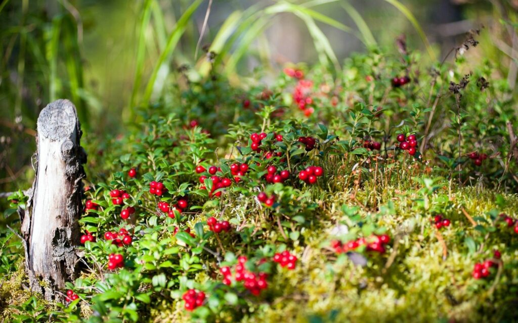 Lush summer wallpaper with green grass moss red berries sunlight rustic tree stump background