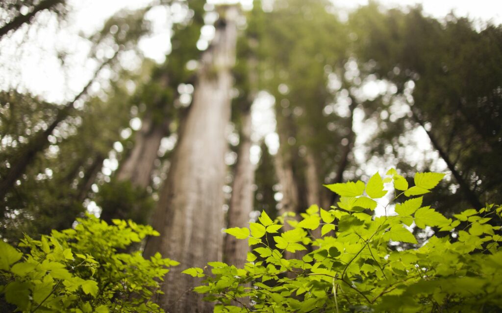 Low angle summer wallpaper with lush green grass leaves and towering trees in soft background