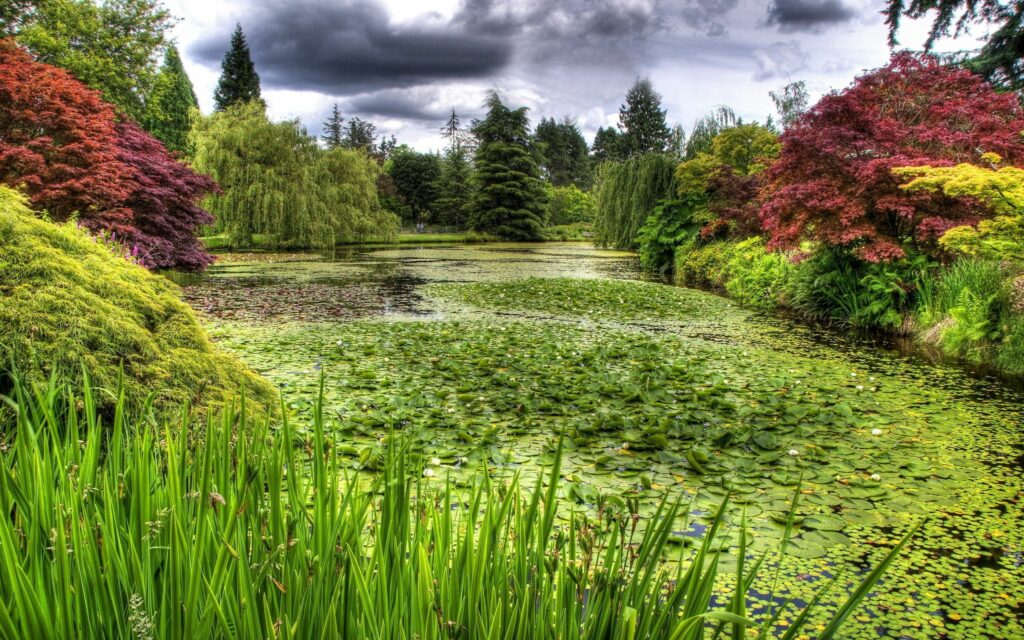 Lush swamp landscape with dense grass lily pads trees vivid foliage tranquil water and clouds wallpaper