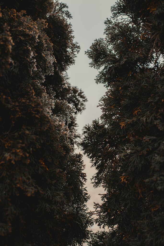 Dense evergreen thuja trees framing a soft muted sky natural wallpaper background rich green tones