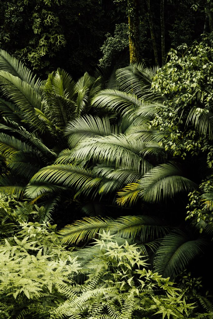 Vibrant tropical plants and dense green leaves creating a serene jungle wallpaper background