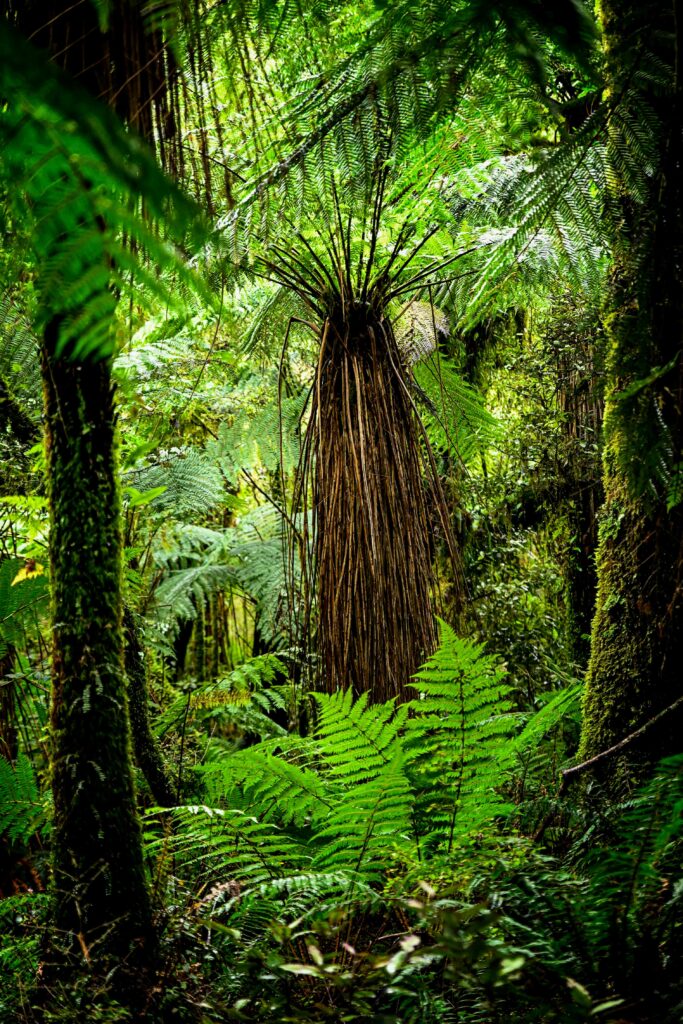 Lush tropical jungle wallpaper with vibrant green ferns mossy trees and dense forest foliage background