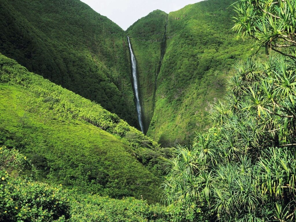 Lush jungle wallpaper with dense green trees and slender waterfall in tropical emerald valley