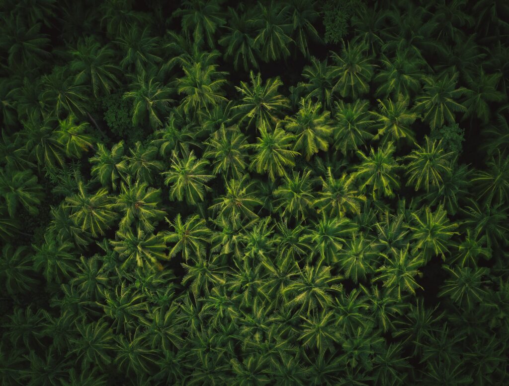 Aerial view of lush tropical forest with vibrant green palm trees and dense foliage pattern Wallpaper