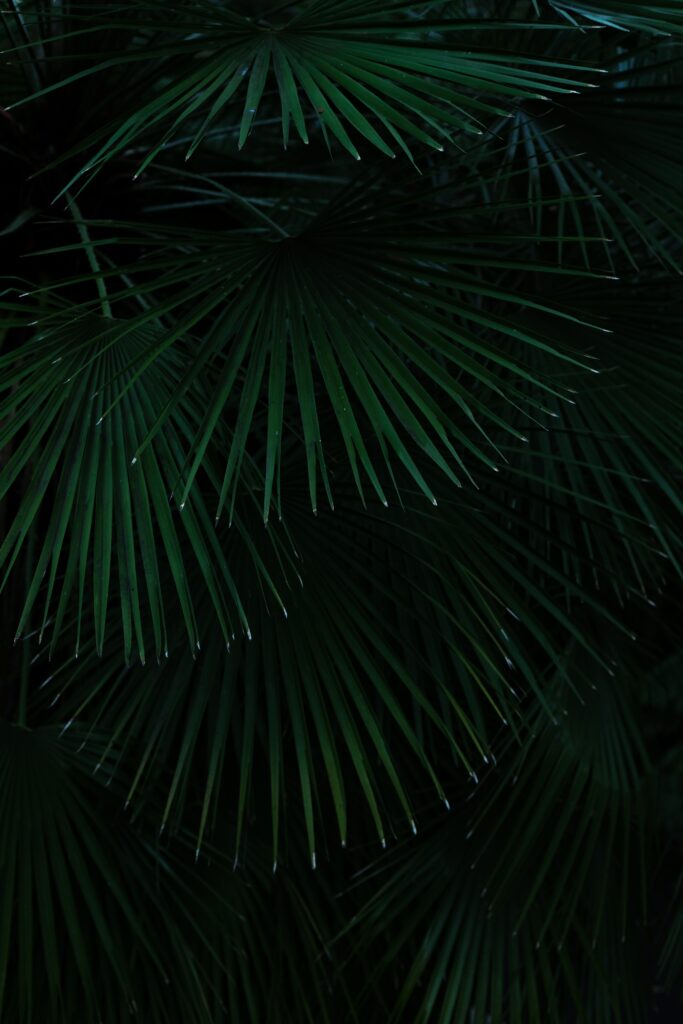 Lush tropical palm leaves wallpaper with deep green tones creating a calming nature background