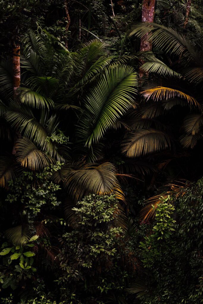 Lush tropical wallpaper with dense palm leaves and rich green foliage in vibrant rainforest