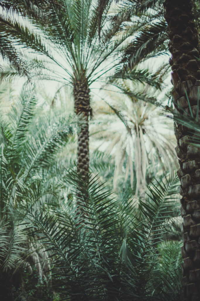 Tropical wallpaper with lush palm trees dense green foliage vibrant jungle atmosphere background