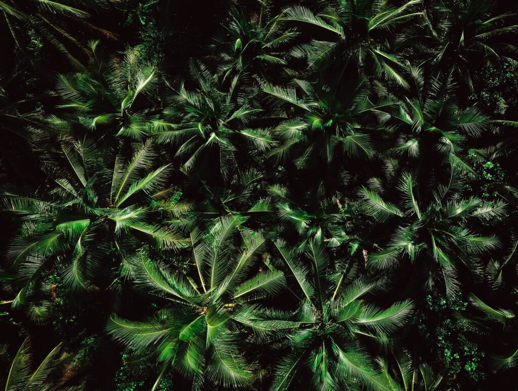 Aerial view of dense lush green palm treetops creating a vibrant tropical jungle canopy wallpaper