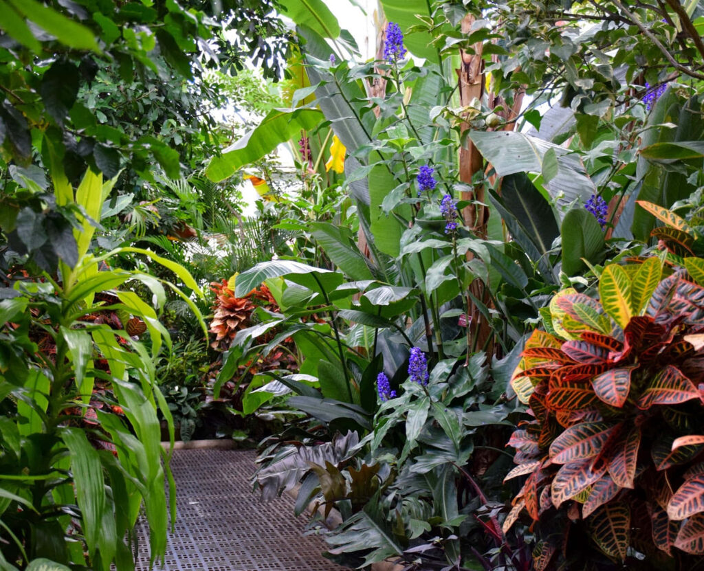 Vibrant Tropical Plants: Lush Greenery & Colorful Foliage Background Wallpaper