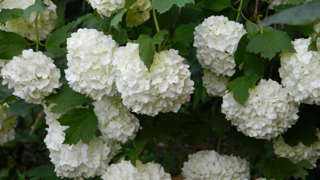 Serene White Hydrangea Wallpaper with Green Leaves Background