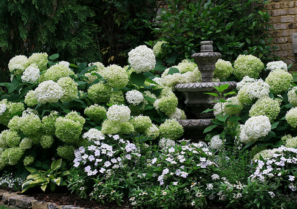 Lush White Hydrangeas & Stone Fountain - Elegant Garden Background Wallpaper