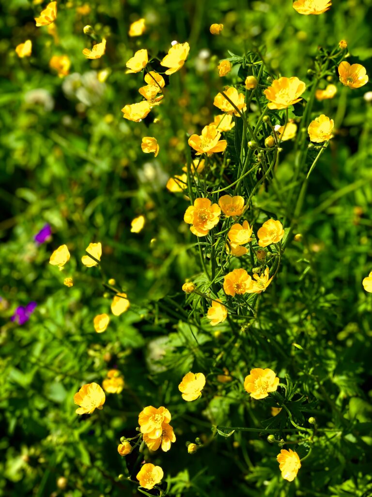 Vibrant Yellow Buttercup Wallpaper - Summer Floral Background