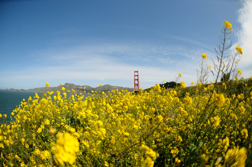 Lush yellow wildflowers field with iconic red bridge under clear blue sky landscape wallpaper background