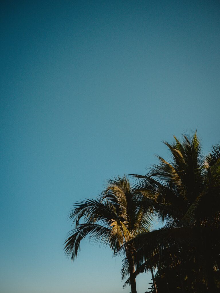 Lush palm tree treetops against clear blue tropical sky serene sunlit island wallpaper background