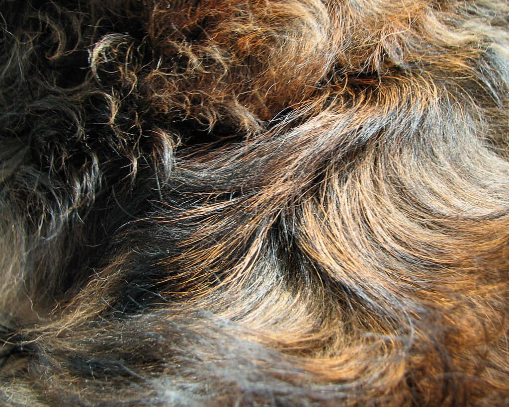 Luxurious Brown & Black Fur Wallpaper: Warmth & Texture Close-Up