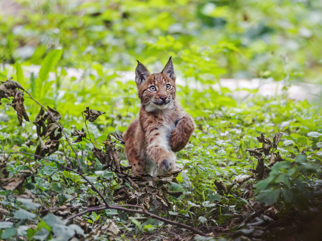 Lynx Kitten Exploring Lush Green Background - Adorable Wildlife Wallpaper