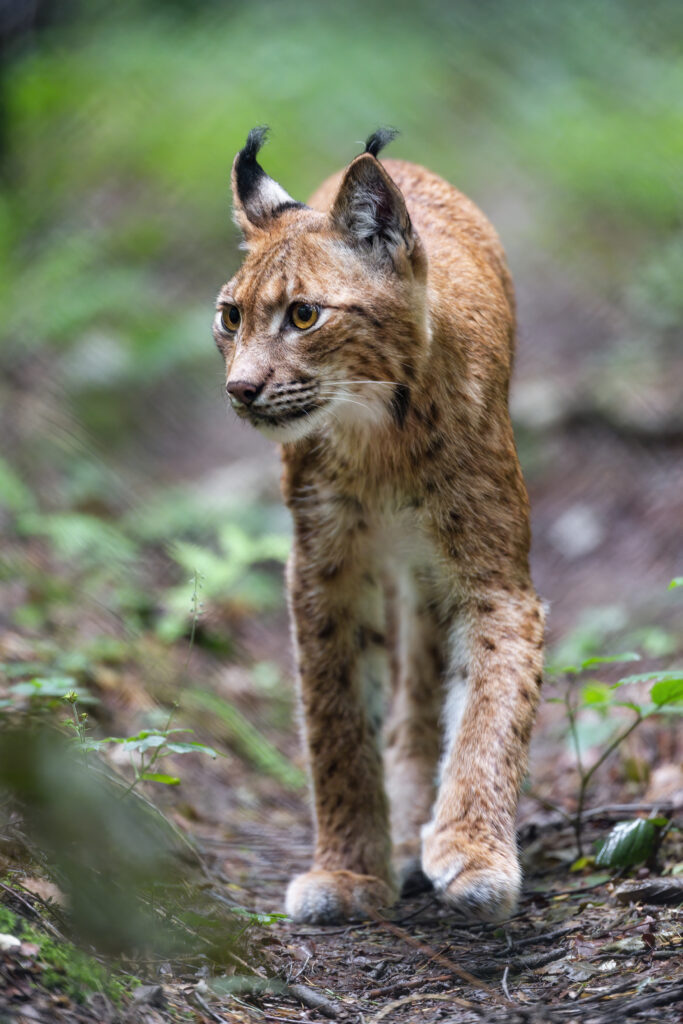 Majestic Lynx in Lush Forest - High-Resolution Wildlife Wallpaper