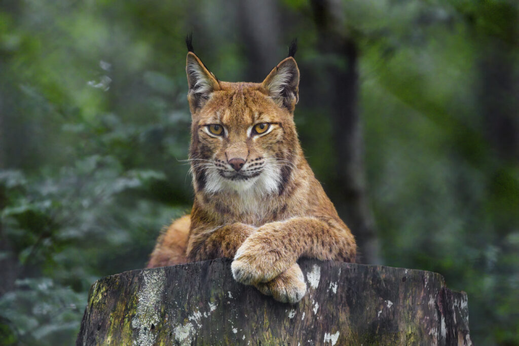 Majestic Lynx in Nature: A Striking Wallpaper for Wildlife Lovers