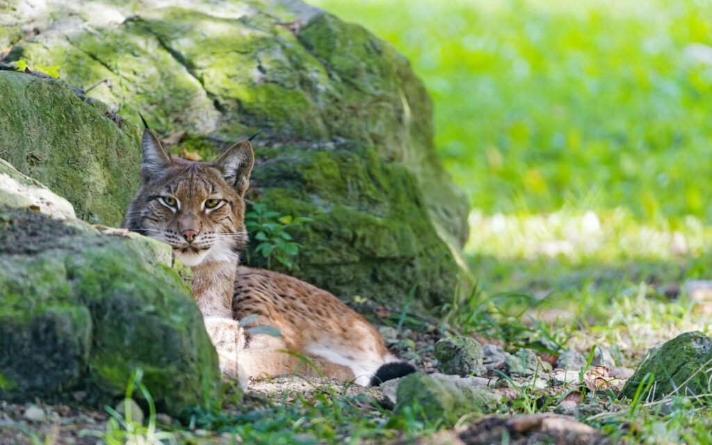 Lynx Among Mossy Stones: Serene Predator Wallpaper Background