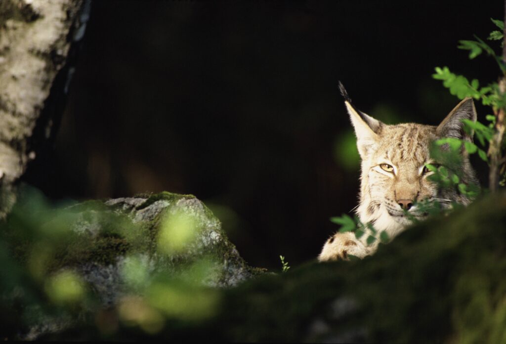 Lynx in Forest Thickets: Stealthy Predator Wallpaper Background