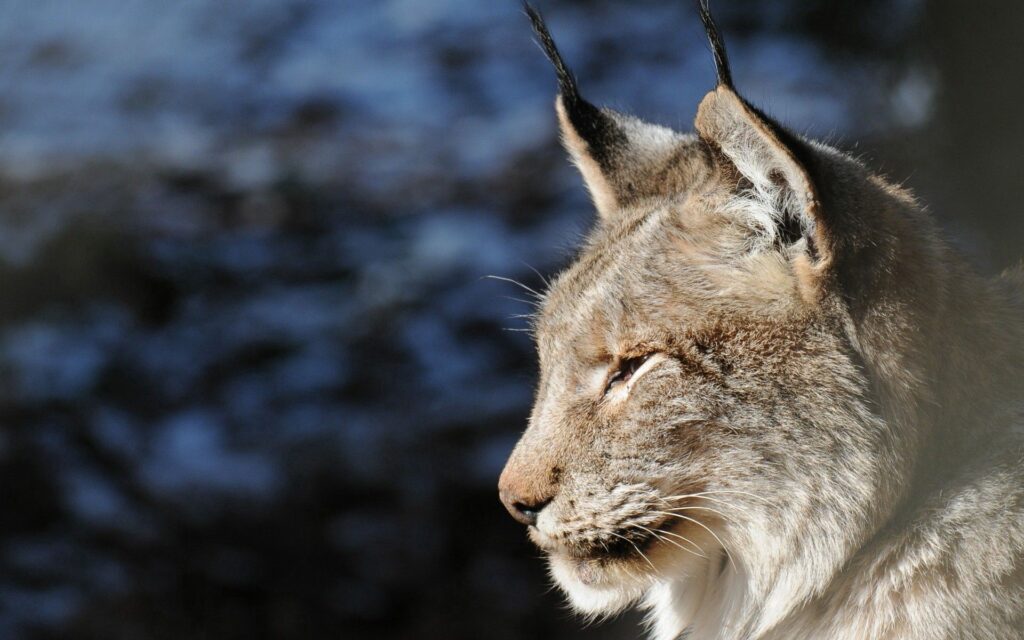 Majestic Lynx Profile Wallpaper: Tufted Ears & Sharp Eyes