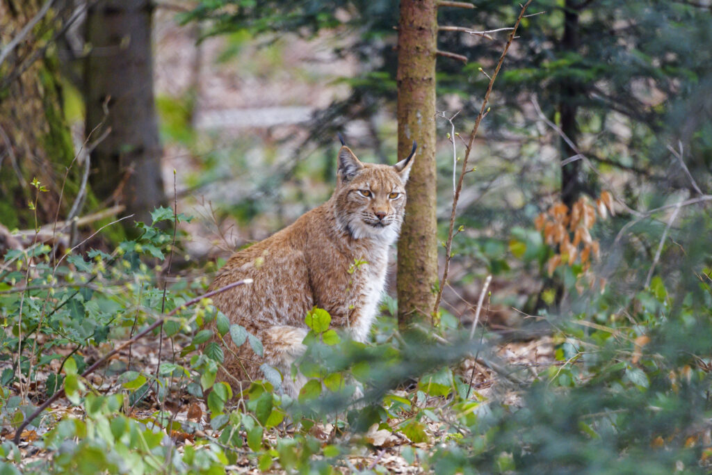 Lynx in Forest Wallpaper: High-Res Wildlife Camouflage Background