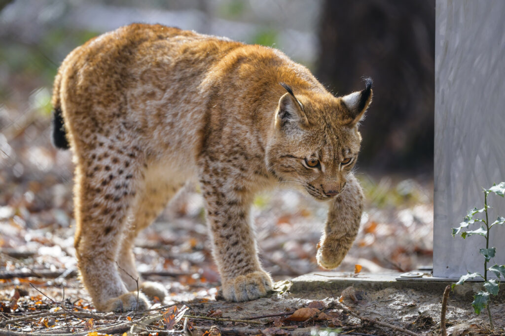 Lynx in Motion: Majestic Wallpaper of a Forest Predator