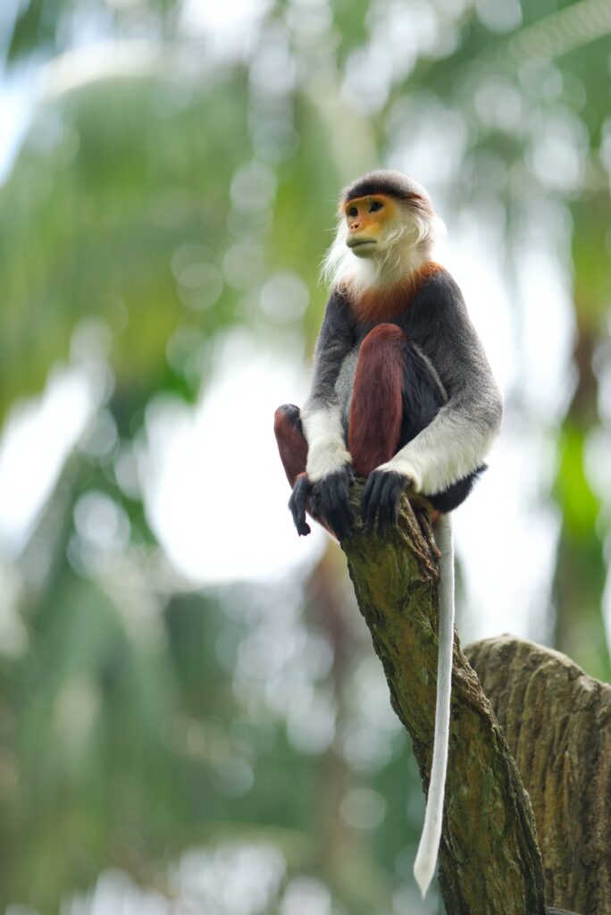 Macaque Monkey on Tree Branch - Serene Forest Background Wallpaper