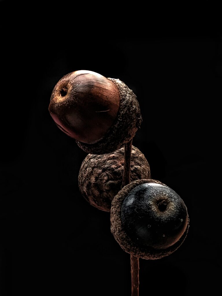 Close-Up Macro Acorns on Branch - Dark Minimalist Wallpaper