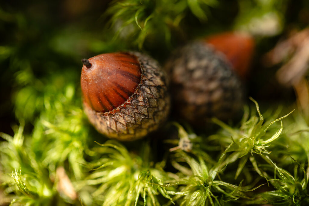 Close-Up Macro of Acorns on Green Moss - Textured Wallpaper Background