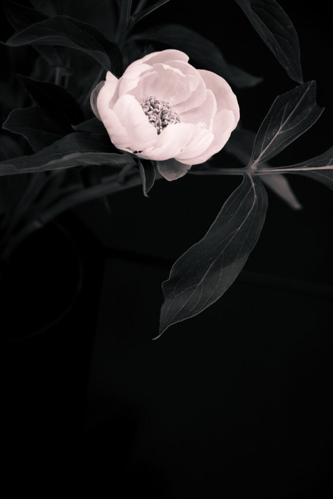 Stunning Macro Anemone Flower Wallpaper on Dark Background