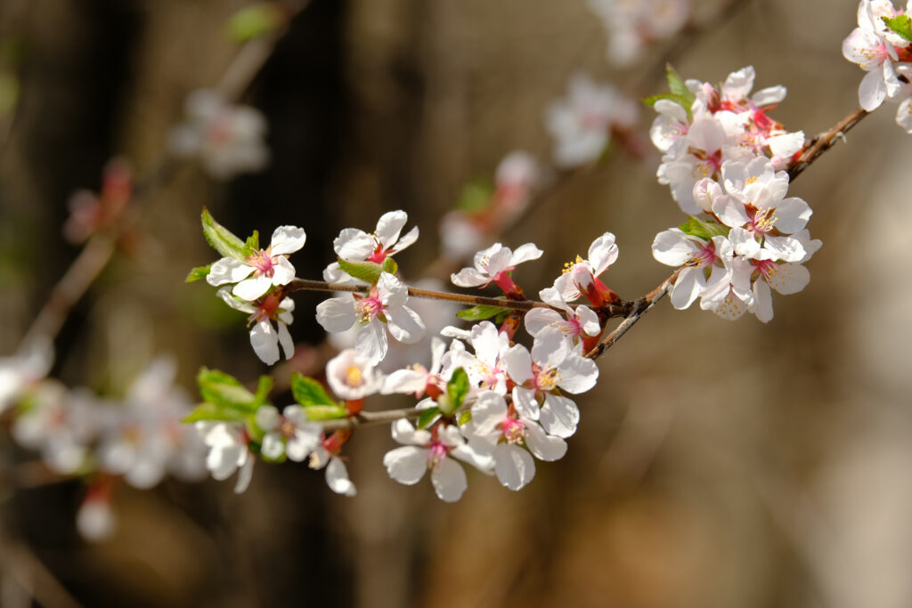 Macro Photo of White Apple Blossoms: Spring Wallpaper Background