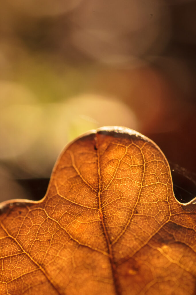 Macro Autumn Leaf Wallpaper: Intricate Veins & Warm Blurred Background