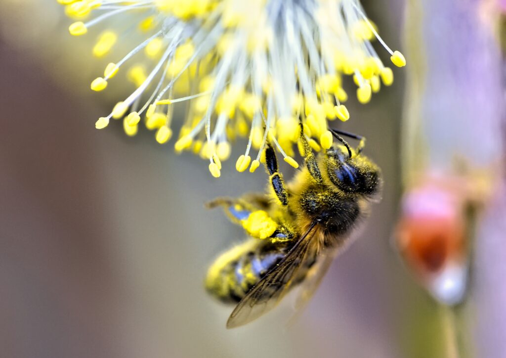 Macro Shot of Bee Pollinating Yellow Flower - Nature Wallpaper