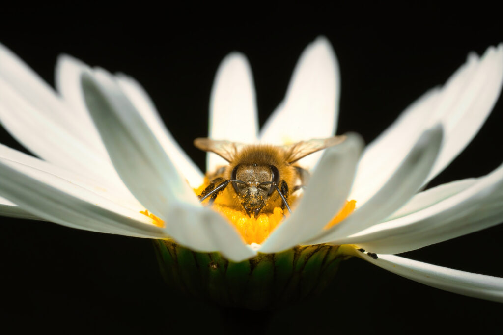 Vibrant Bee Close-Up: Pollen Collection on a White Flower Wallpaper