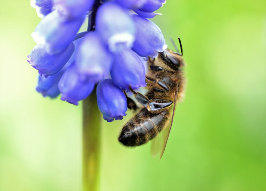 Macro Bee on Grape Hyacinth Flower - Vibrant Wallpaper Background