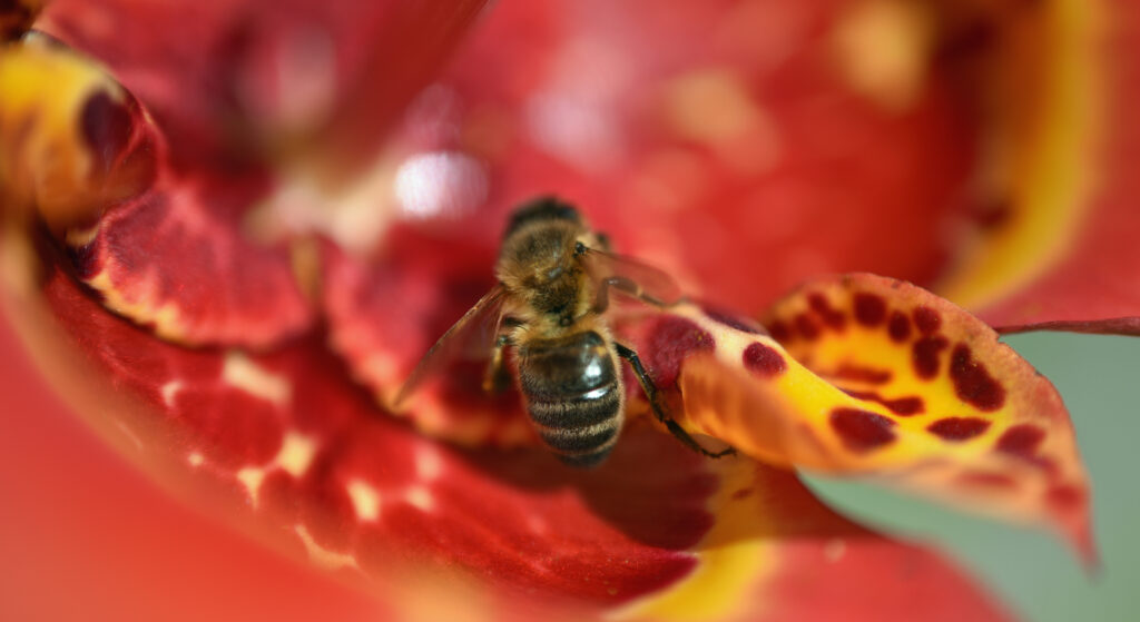 Macro Shot of a Bee on a Vibrant Flower - Stunning Wallpaper Background