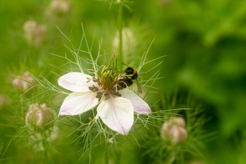 Macro Bee Close-Up on Delicate White Flower - Stunning Wallpaper