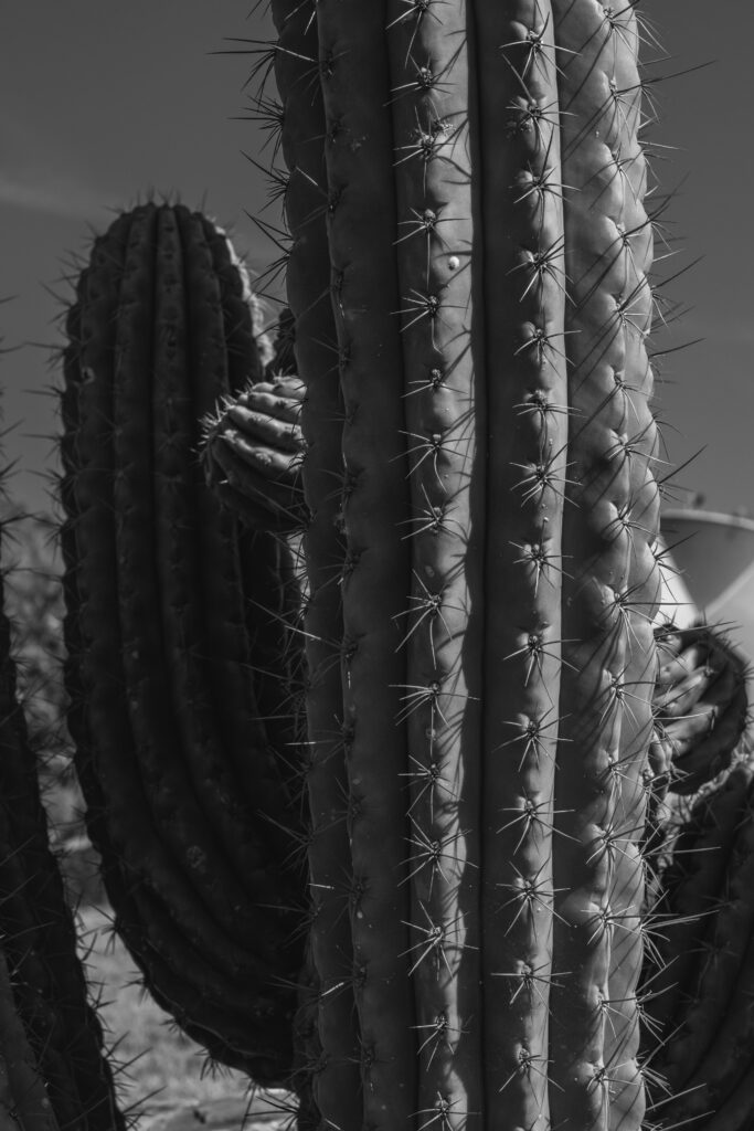 High-Detail Black & White Cactus Wallpaper - Macro Shot