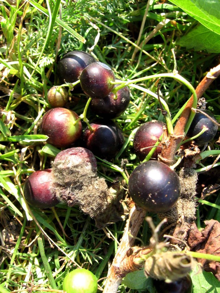 Macro photo of blackcurrants in grass showing ripe fruit and gray mold Botrytis cinerea decay Wallpaper