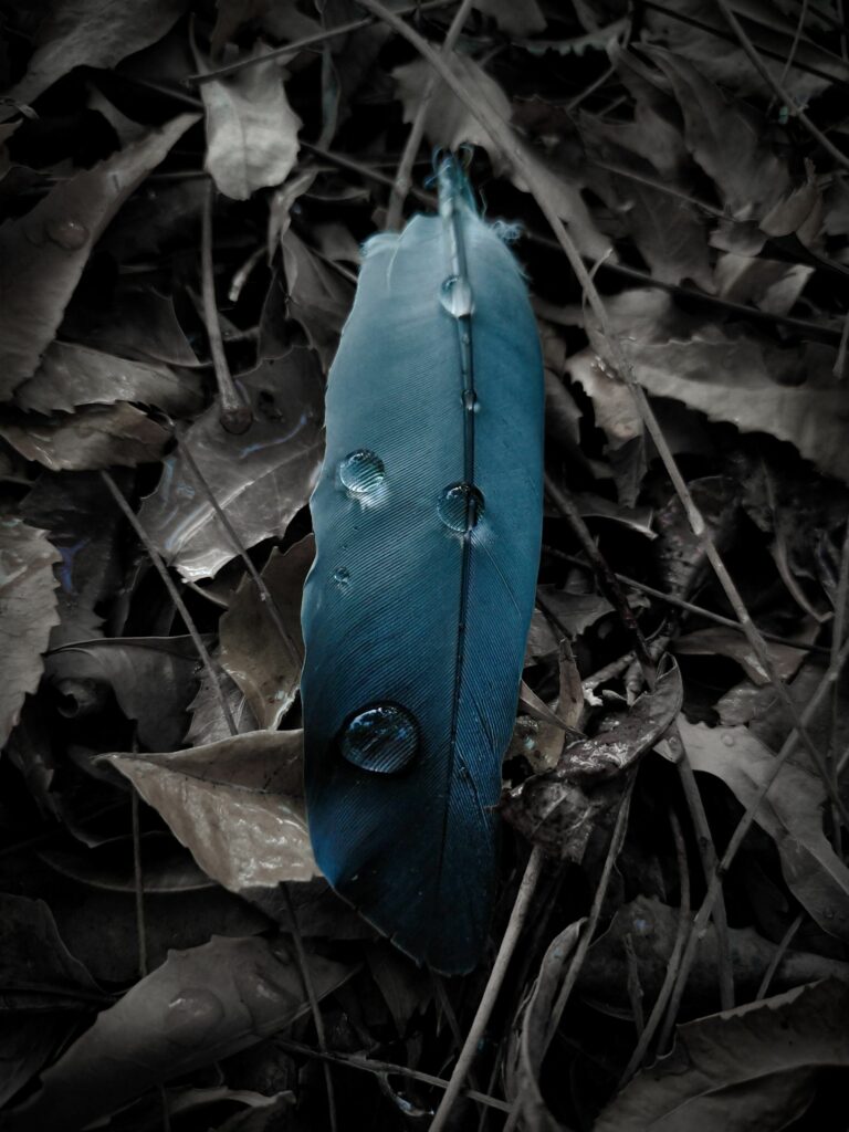 Close-Up Blue Feather on Dry Leaves - Serene Macro Wallpaper