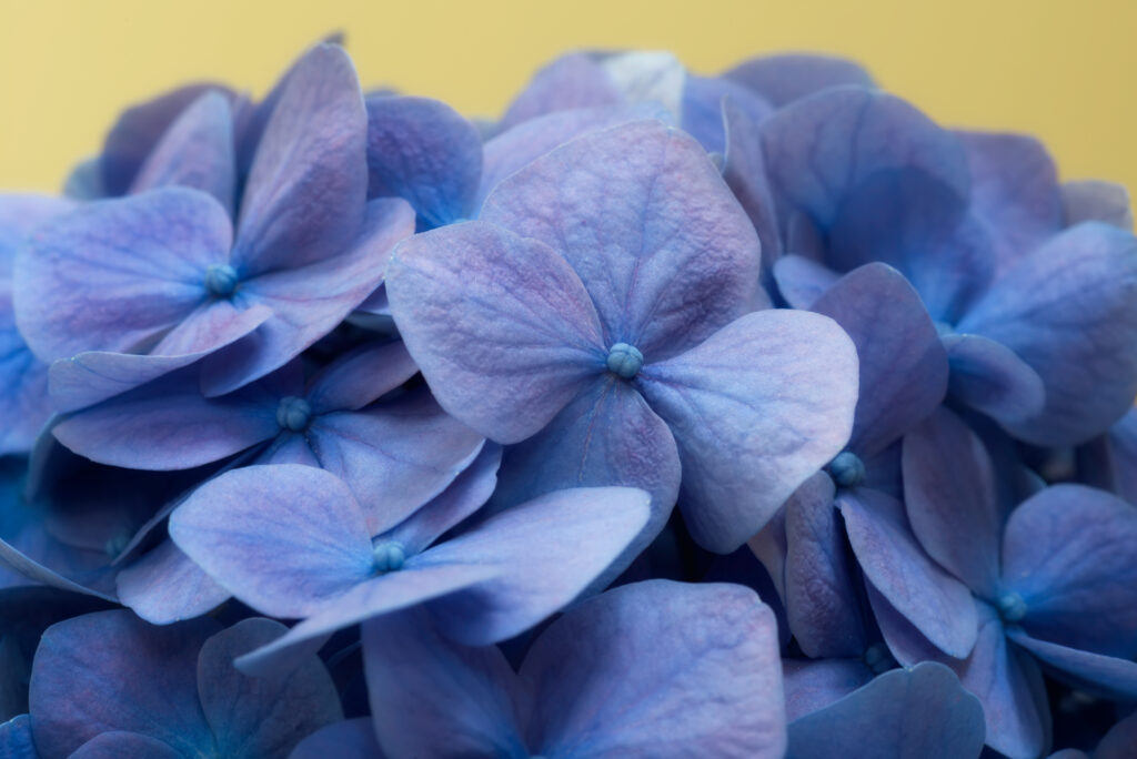 Macro Blue Hydrangea Wallpaper: Delicate Petals on Soft Yellow