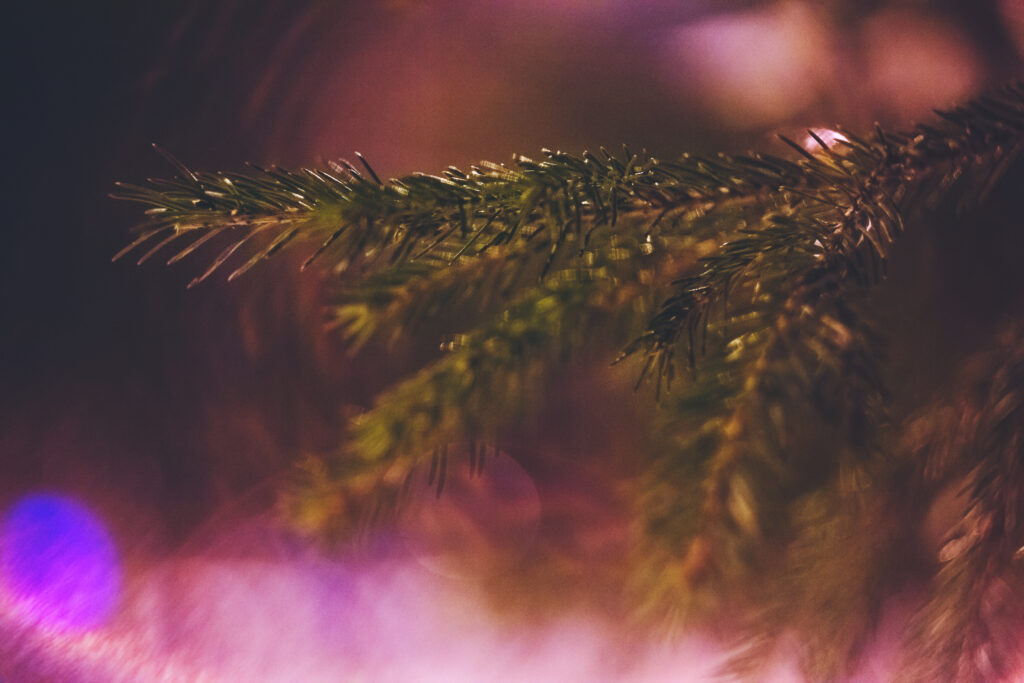 Stunning Macro Branch with Delicate Needles & Bokeh Wallpaper