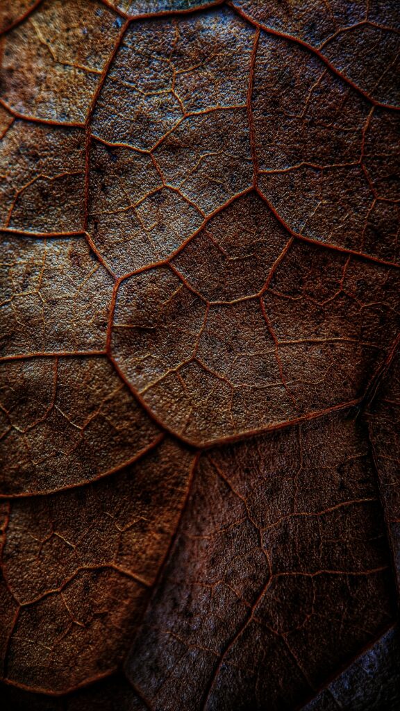 Intricate Brown Leaf Macro Shot - Detailed Texture Wallpaper Background