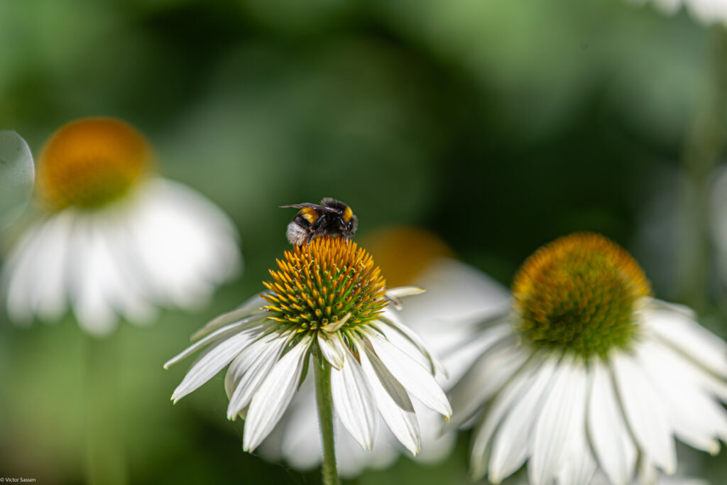 Macro Shot: Bumblebee on Echinacea Flower with Vibrant Background Wallpaper