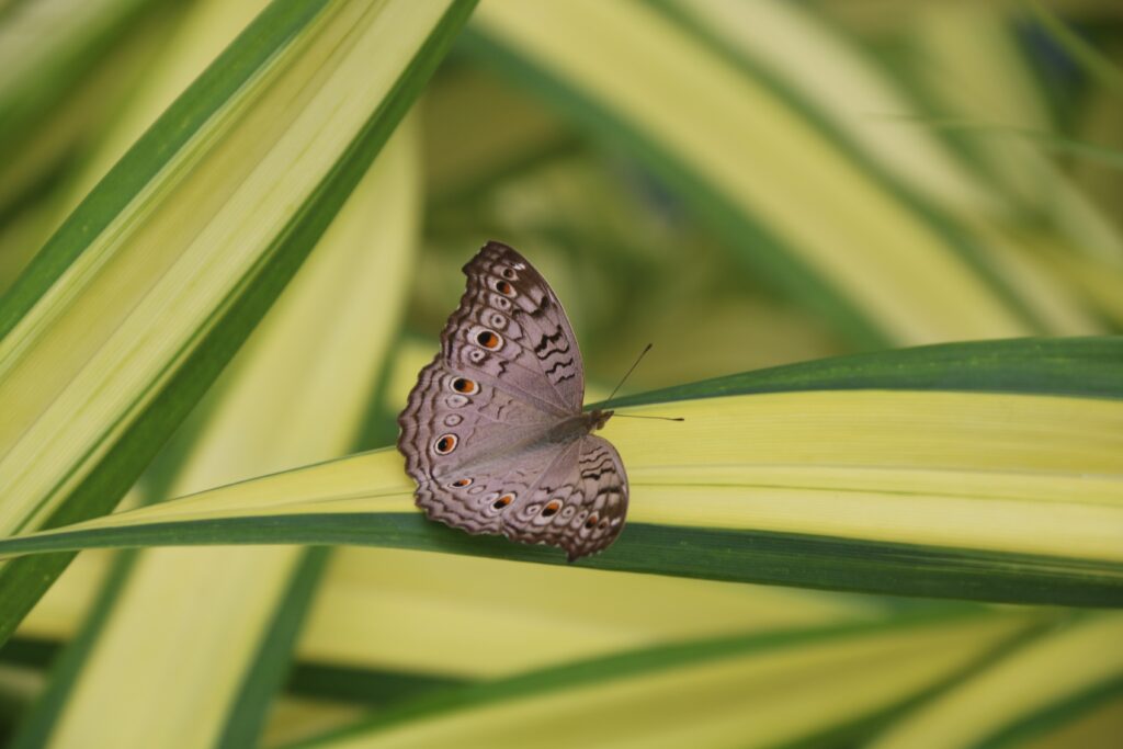 Intricate Gray Butterfly Macro on Vibrant Green & Yellow Leaf Wallpaper