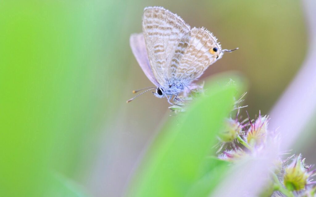 Macro Butterfly Wallpaper: Delicate Wings on a Soft Green Background